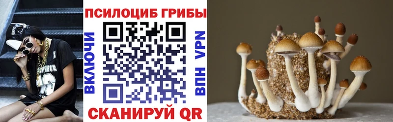 наркотики Курчалой Галлюциногенные грибы мицелий